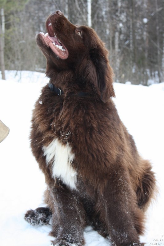 Фото: ньюфаундленд Aquatoriya Kelvin Heather Honey (Акватория Келвин Хизер Хани)