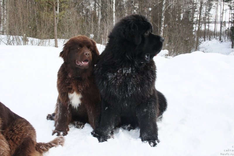 Фото: ньюфаундленд Aquatoriya Kelvin Heather Honey (Акватория Келвин Хизер Хани), ньюфаундленд Aquatoriya Kelvin Ultimatum (Акватория Келвин Ультиматум)