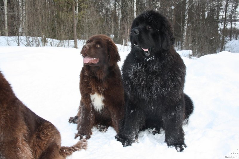 Фото: ньюфаундленд Aquatoriya Kelvin Heather Honey (Акватория Келвин Хизер Хани), ньюфаундленд Aquatoriya Kelvin Ultimatum (Акватория Келвин Ультиматум)
