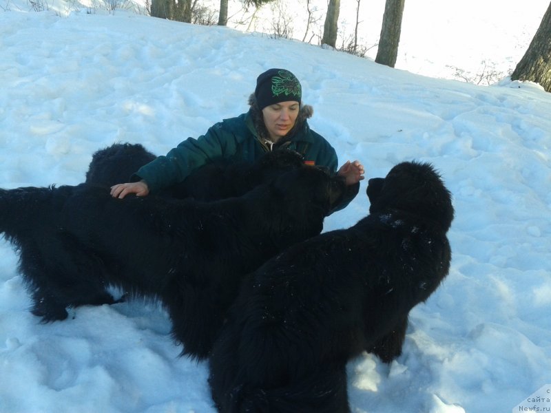 Фото: ньюфаундленд Akvatoriya Kelvin Koroleva Margo (Акватория Келвин Королева Марго), ньюфаундленд Super Bizon Deka (Супер Бизон Дека), ньюфаундленд Blyek Diamond Agidel' ot Potapa Uvertyura (Блэк Диамонд Агидель от Потапа Увертюра), Tat'yana Pasechnik (Татьяна Пасечник)