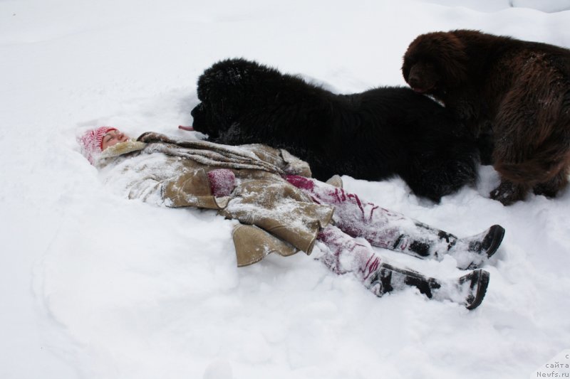Фото: ньюфаундленд Aquatoriya Kelvin Ultimatum (Акватория Келвин Ультиматум)