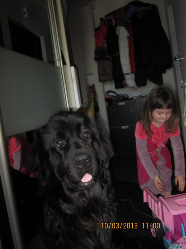 Фото: ньюфаундленд Van Len Taym Older (Ван Лен Тайм Олдер)