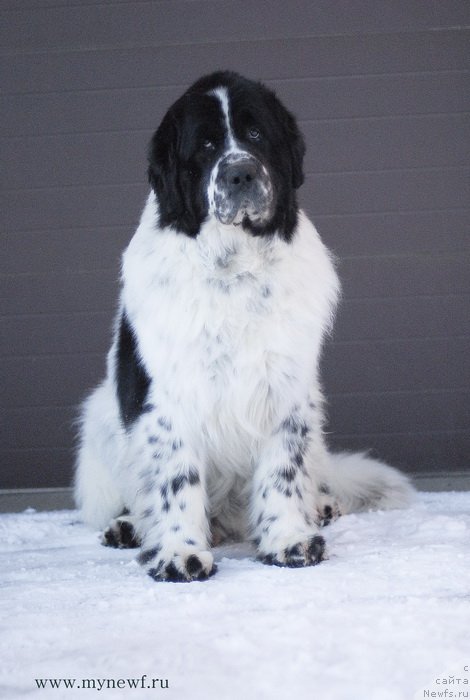 Фотография № 118979