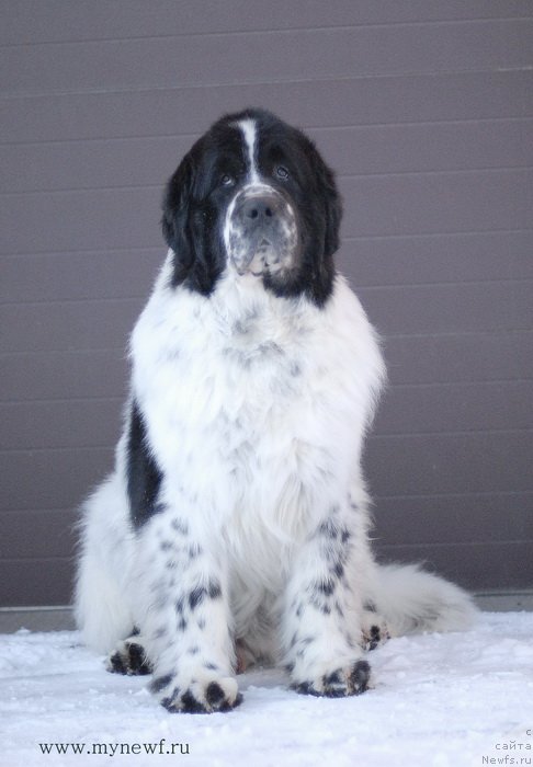 Фотография № 118981