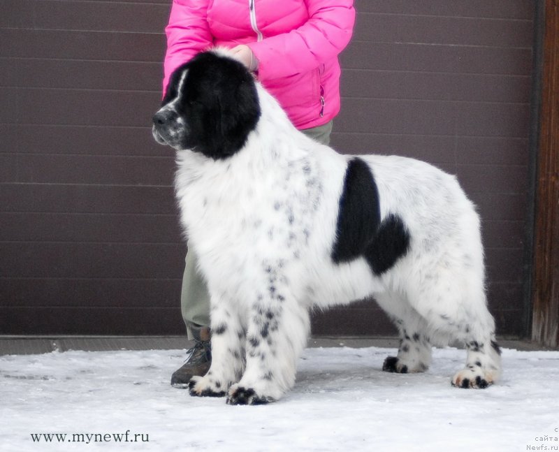 Фото: ньюфаундленд Kloofbears Lancelot for Sent Djons