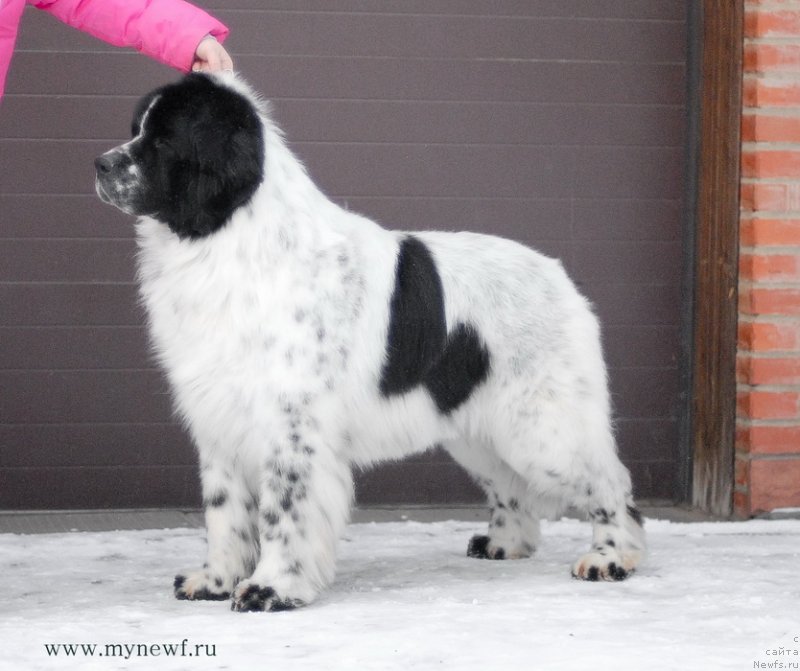 Фотография № 118984