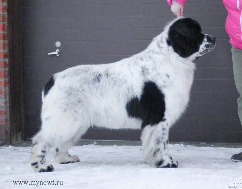 Фото: ньюфаундленд Kloofbears Lancelot for Sent Djons