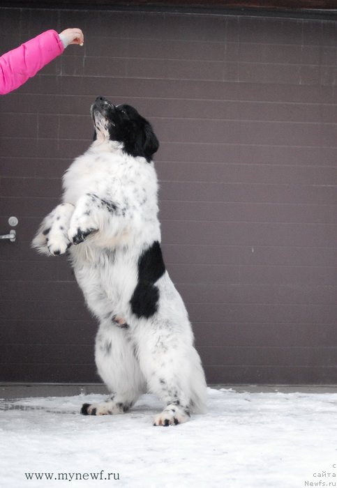 Фото: ньюфаундленд Kloofbears Lancelot for Sent Djons