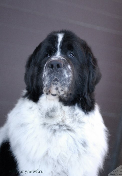 Фотография № 118990