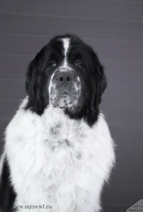 Фотография № 118991