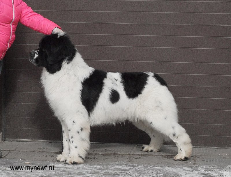 Фото: ньюфаундленд Sent Djons Centurion (Сент Джонс Центурион)