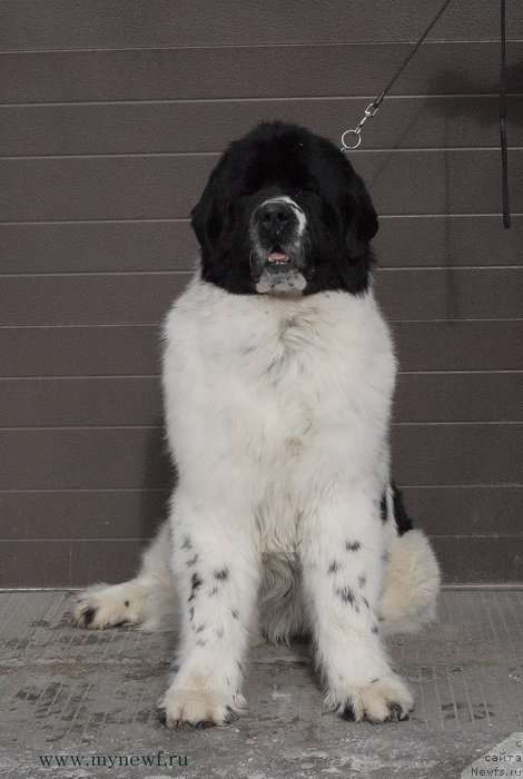 Фото: ньюфаундленд Sent Djons Centurion (Сент Джонс Центурион)