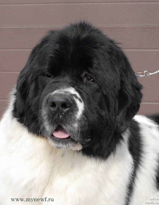 Фотография № 119005