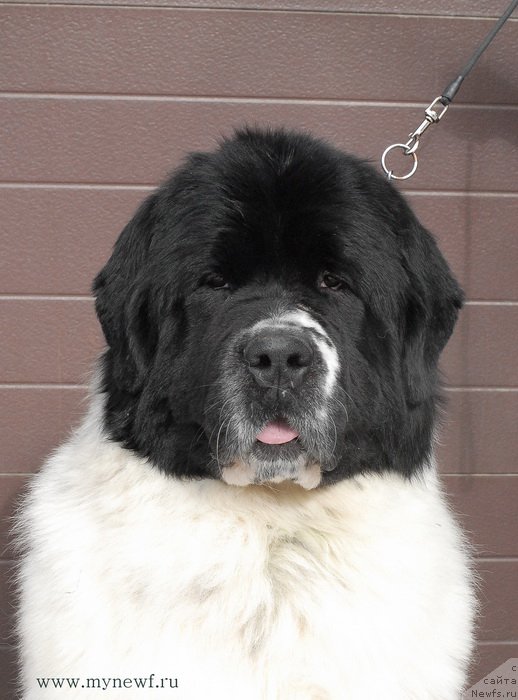 Фотография № 119006