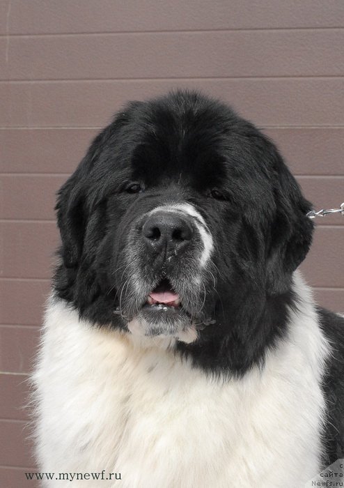 Фотография № 119007