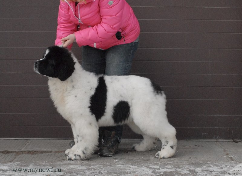 Фото: ньюфаундленд Sent Djons Vanilla Ice (Сент Джонс Ванилла Айс)