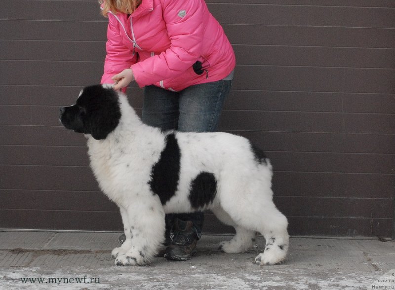 Фото: ньюфаундленд Sent Djons Vanilla Ice (Сент Джонс Ванилла Айс)