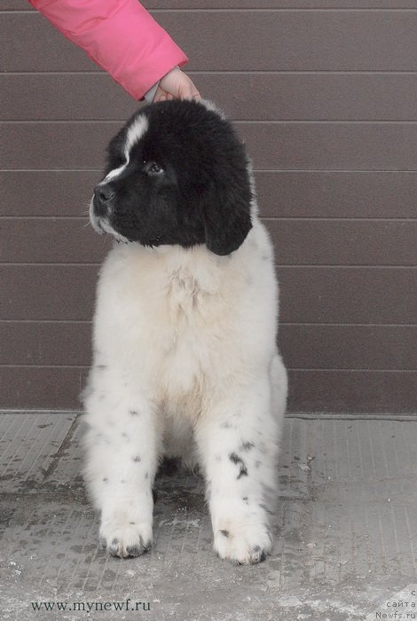 Фотография № 119016