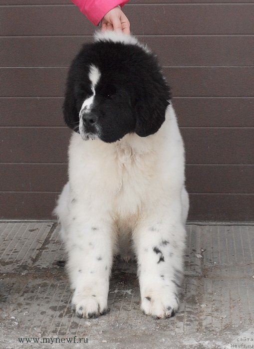 Фотография № 119017