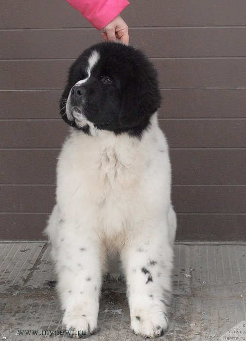 Фото: ньюфаундленд Sent Djons Vanilla Ice (Сент Джонс Ванилла Айс)