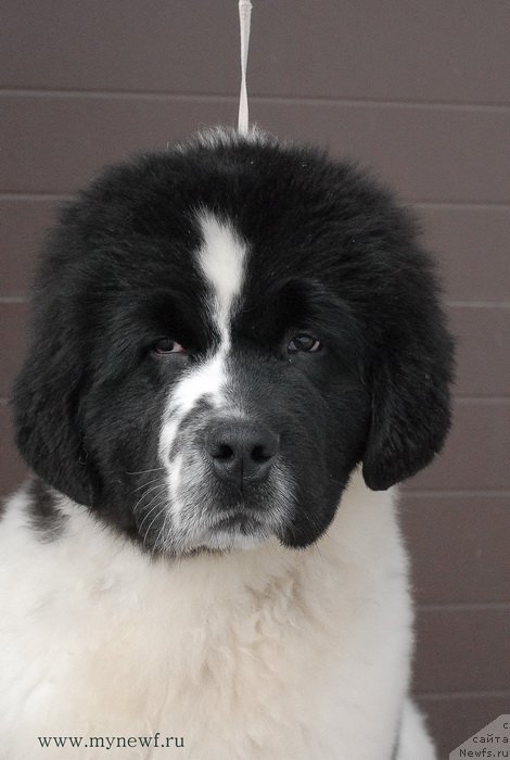 Фотография № 119019