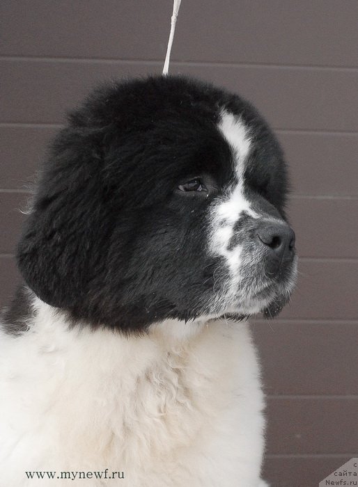 Фотография № 119020