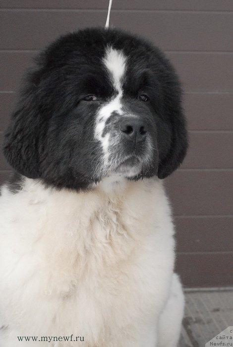 Фотография № 119021