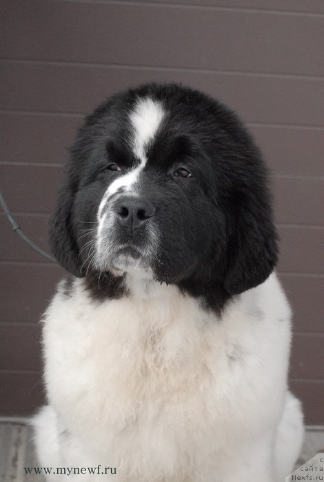 Фотография № 119022