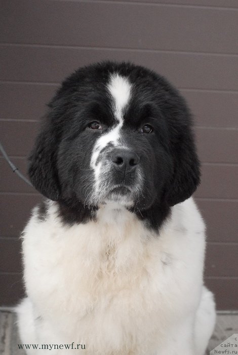 Фотография № 119023