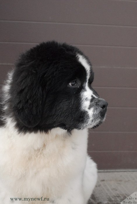 Фотография № 119024