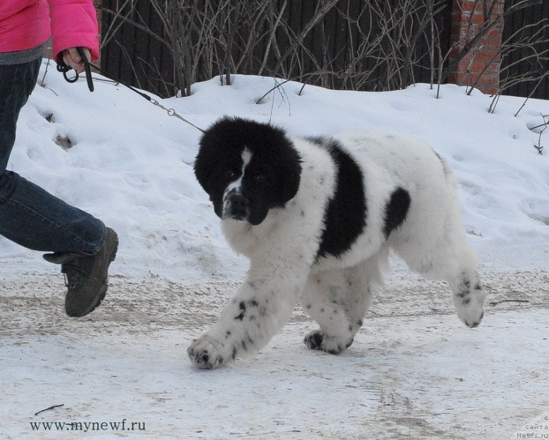 Фото: ньюфаундленд Sent Djons Vanilla Ice (Сент Джонс Ванилла Айс)