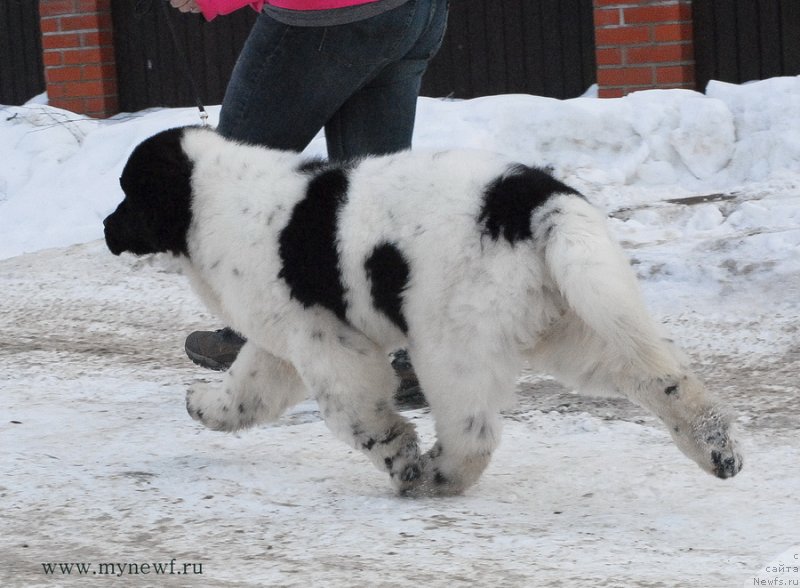 Фотография № 119027