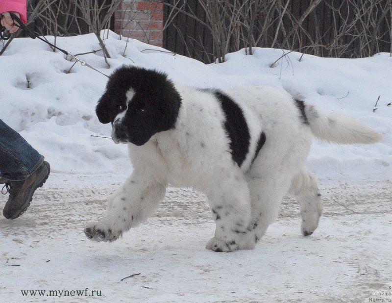 Фотография № 119028