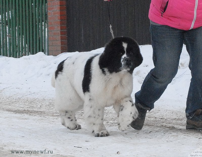 Фотография № 119029