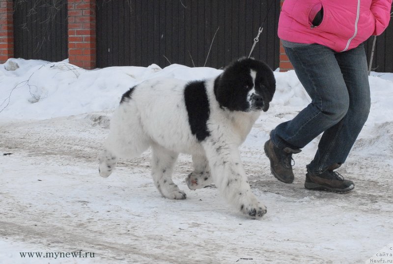 Фотография № 119030