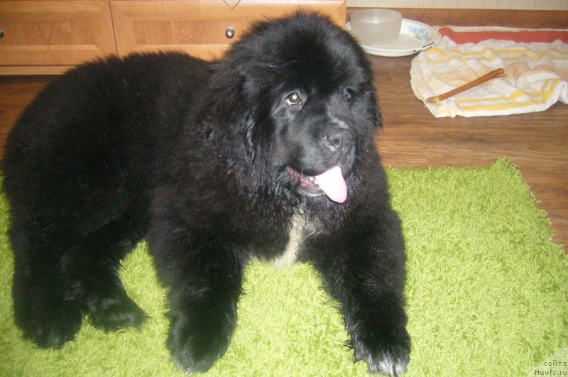 Фото: ньюфаундленд Dark Pride Versace (Дак Прайд Версаче)