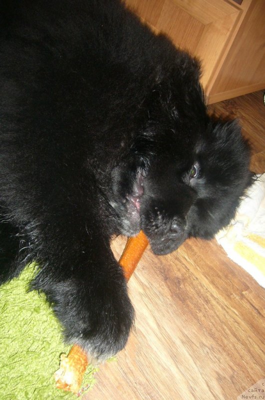 Фото: ньюфаундленд Dark Pride Versace (Дак Прайд Версаче)