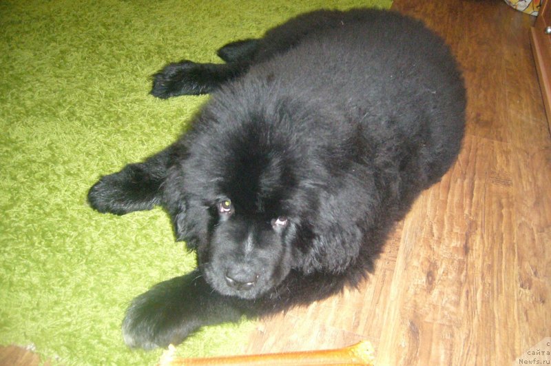 Фото: ньюфаундленд Dark Pride Versace (Дак Прайд Версаче)