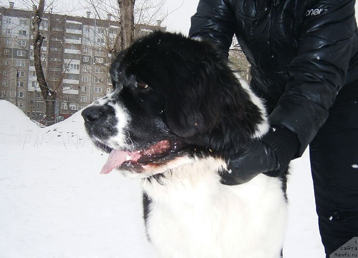 Фотография № 119048