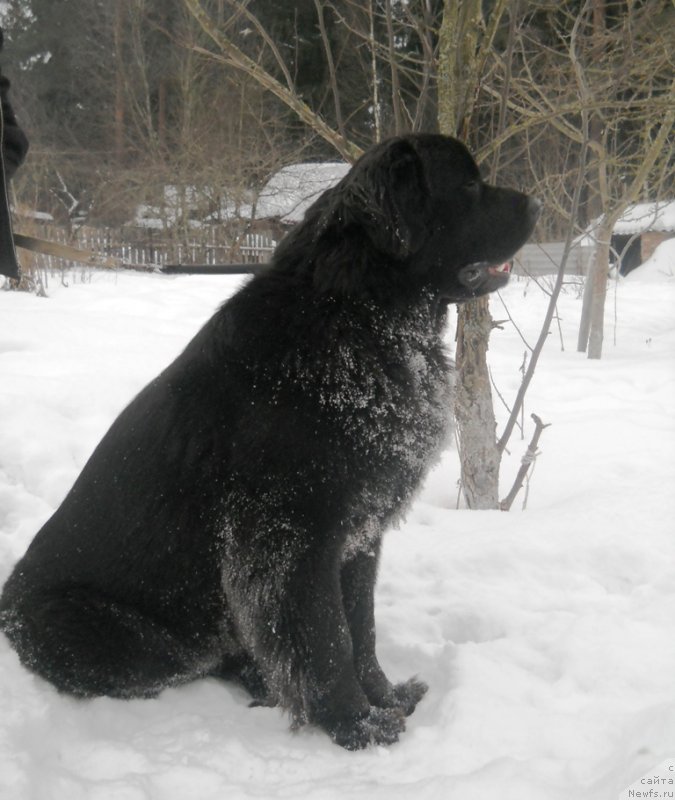 Фото: ньюфаундленд Potryasayuschaya Klimentina (Потрясающая Климентина)