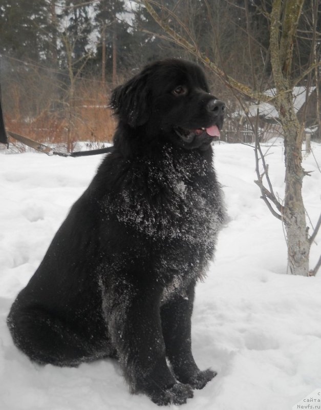 Фото: ньюфаундленд Potryasayuschaya Klimentina (Потрясающая Климентина)