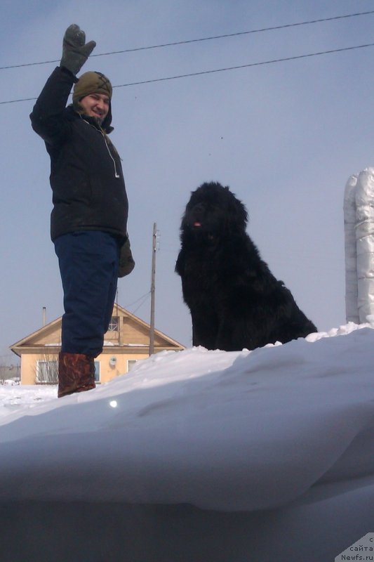 Фото: ньюфаундленд Ratmir iz Plemeni Kedra (Ратмир из Племени Кедра)