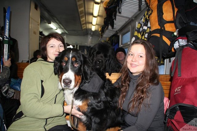 Фото: ньюфаундленд Ih Visochestvo Viola Zhanmonika (Их Высочество Виола Жанмоника)