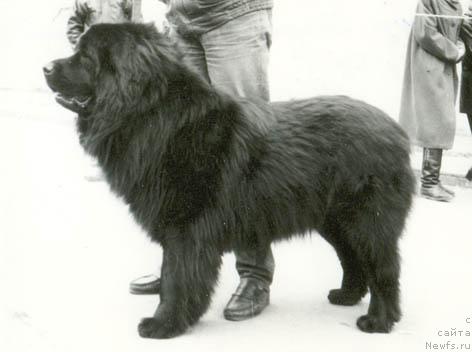 Фото: ньюфаундленд YAguar SHerness (Ягуар Шернесс)