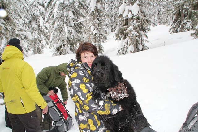 Фото: ньюфаундленд Ih Visochestvo Viola Zhanmonika (Их Высочество Виола Жанмоника)