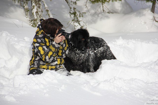 Фото: ньюфаундленд Ih Visochestvo Viola Zhanmonika (Их Высочество Виола Жанмоника)