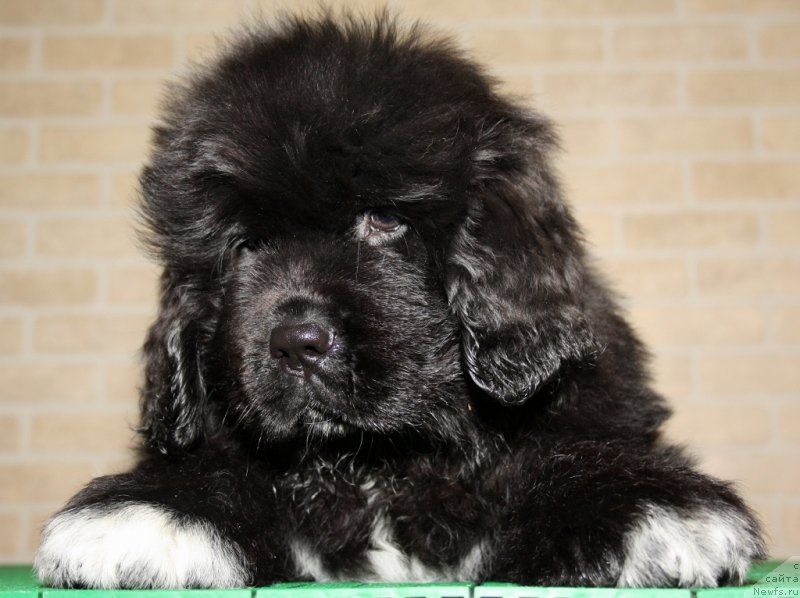 Фото: ньюфаундленд Akvatoriya Kelvin CHerchill' (Акватория Келвин Черчилль)