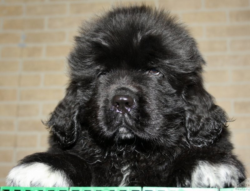 Фото: ньюфаундленд Akvatoriya Kelvin CHerchill' (Акватория Келвин Черчилль)