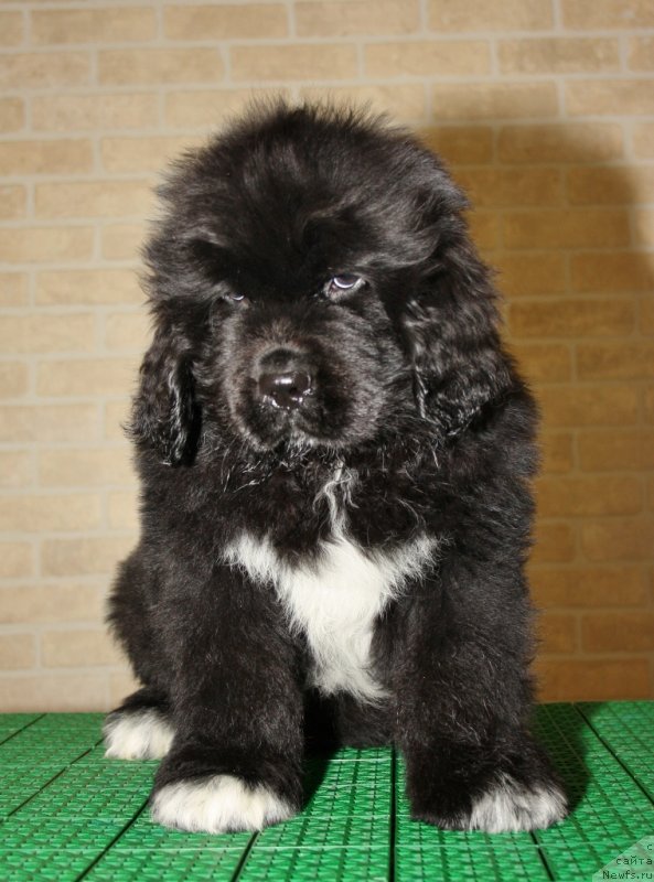 Фото: ньюфаундленд Akvatoriya Kelvin CHerchill' (Акватория Келвин Черчилль)