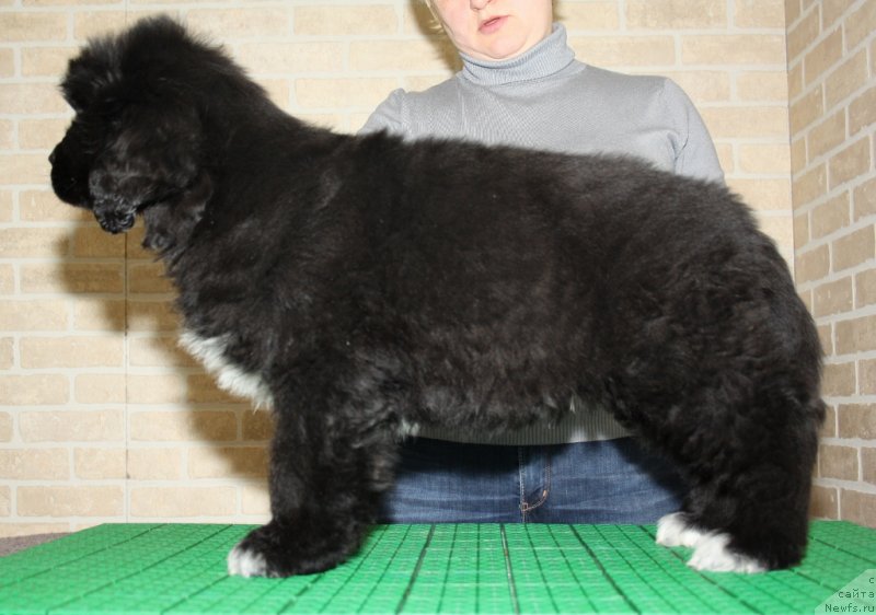 Фото: ньюфаундленд Akvatoriya Kelvin CHerchill' (Акватория Келвин Черчилль)